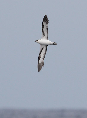 Black-capped Petrel (Pterodroma hasitata) photo