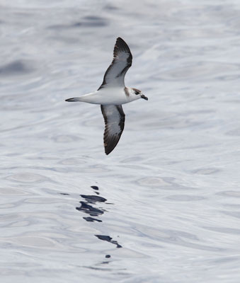 Black-capped Petrel (Pterodroma hasitata) photo