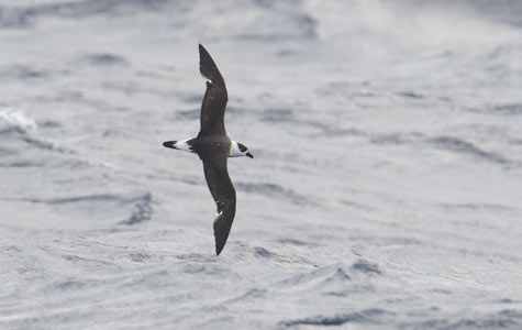Black-capped Petrel (Pterodroma hasitata) photo