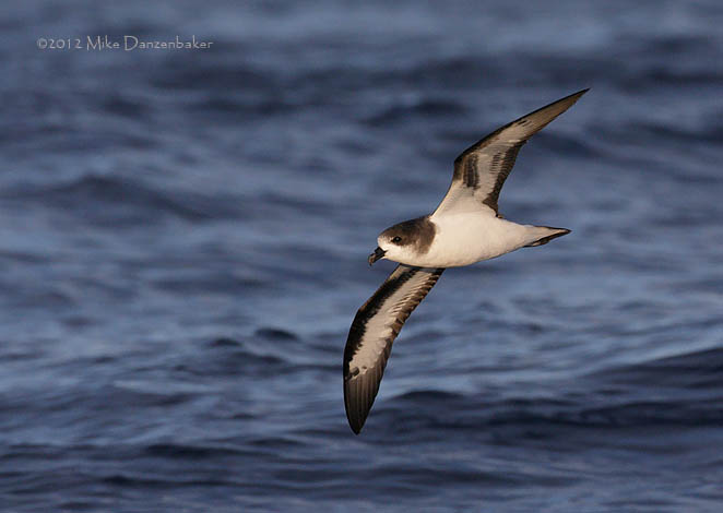 Bermuda Petrel (Pterodroma cahow) photo