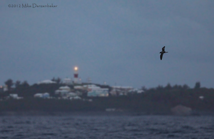 Bermuda Petrel (Pterodroma cahow) photo