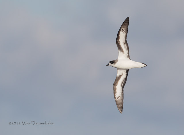 Bermuda Petrel (Pterodroma cahow) photo