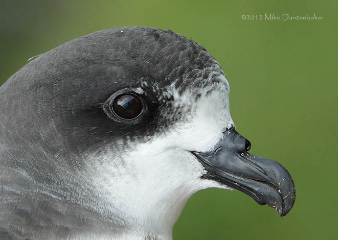 Bermuda Petrel (Pterodroma cahow) photo