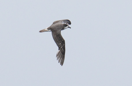 Bermuda Petrel (Pterodroma cahow) photo