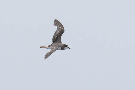Bermuda Petrel (Pterodroma cahow) photo