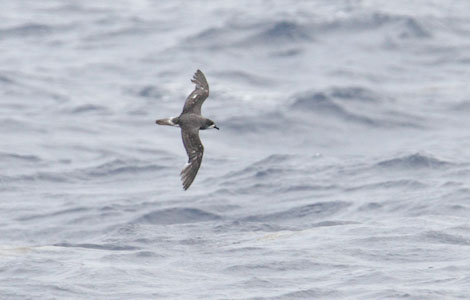 Bermuda Petrel (Pterodroma cahow) photo