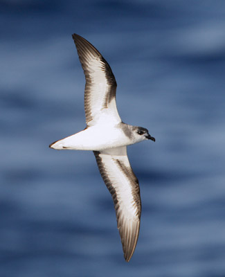Black-winged Petrel (Pterodroma nigripennis) photo