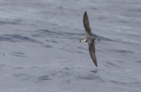 Black-winged Petrel (Pterodroma nigripennis) photo