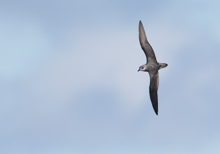 Black-winged Petrel (Pterodroma nigripennis) photo