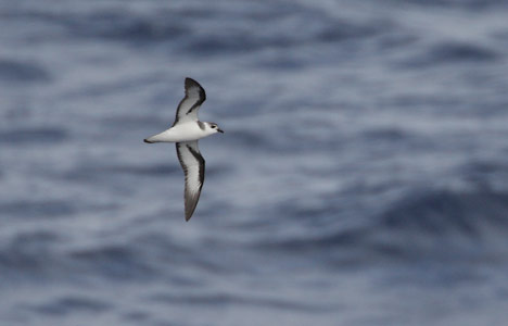 Black-winged Petrel (Pterodroma nigripennis) photo