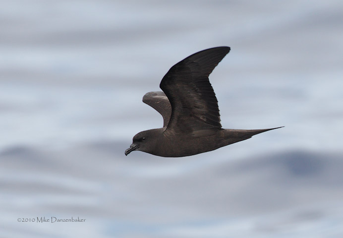 Bulwer's Petrel (Bulweria bulweria) photo