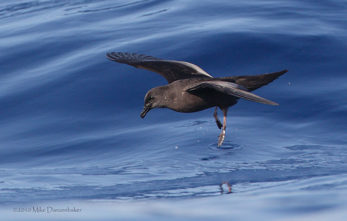 Bulwer's Petrel (Bulweria bulweria) photo