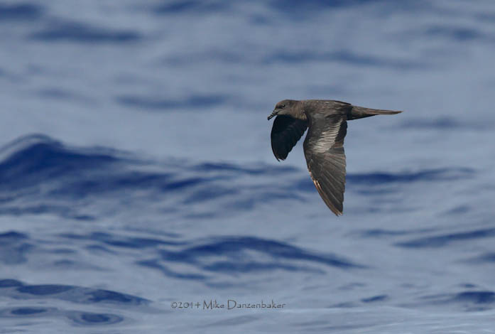 Bulwer's Petrel (Bulweria bulwerii) photo
