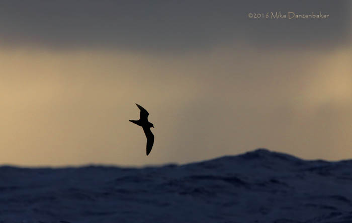 Bulwer's Petrel (Bulweria bulwerii) photo