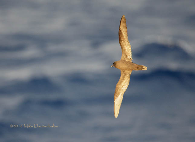Bulwer's Petrel (Bulweria bulwerii) photo