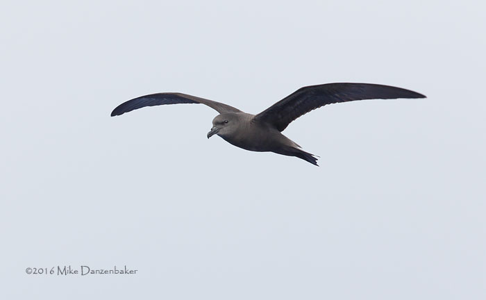 Bulwer's Petrel (Bulweria bulwerii) photo
