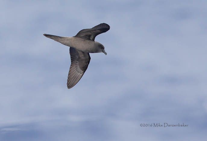 Bulwer's Petrel (Bulweria bulwerii) photo