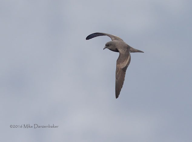 Bulwer's Petrel (Bulweria bulwerii) photo