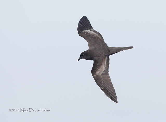 Bulwer's Petrel (Bulweria bulwerii) photo