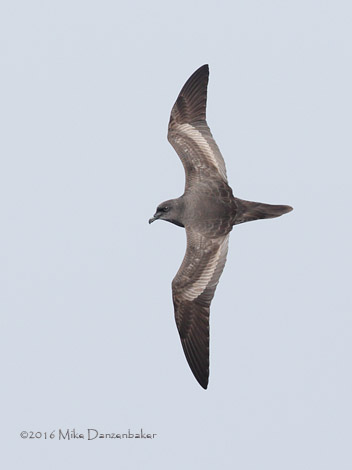 Bulwer's Petrel (Bulweria bulwerii) photo