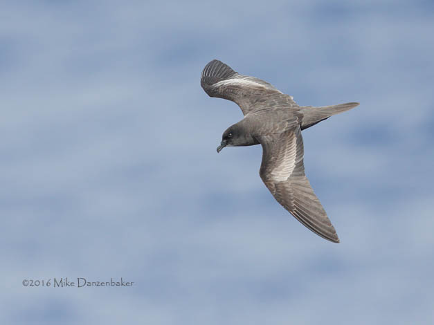 Bulwer's Petrel (Bulweria bulwerii) photo