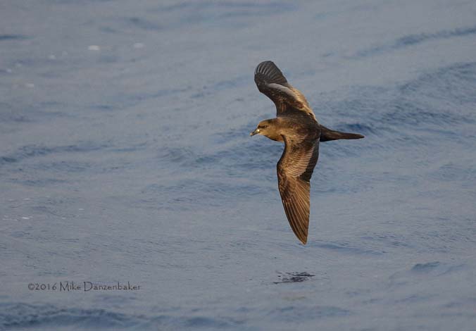 Bulwer's Petrel (Bulweria bulwerii) photo