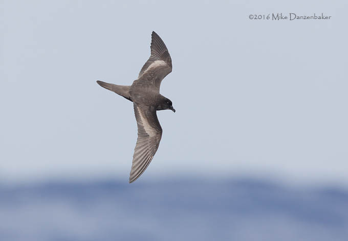 Bulwer's Petrel (Bulweria bulwerii) photo
