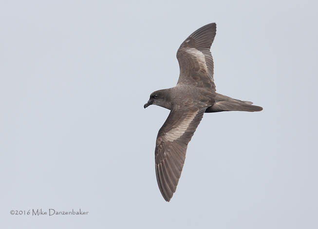 Bulwer's Petrel (Bulweria bulwerii) photo