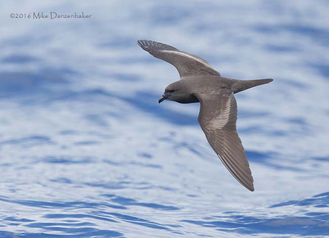 Bulwer's Petrel (Bulweria bulwerii) photo