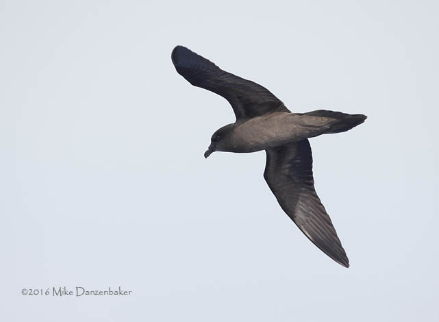 Bulwer's Petrel (Bulweria bulwerii) photo