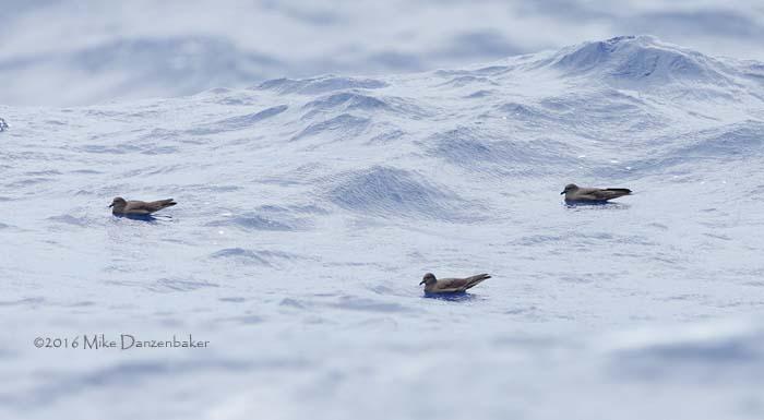 Bulwer's Petrel (Bulweria bulwerii) photo