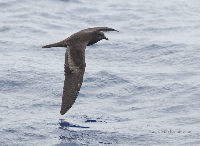 Bulwer's Petrel (Bulweria bulweria) photo