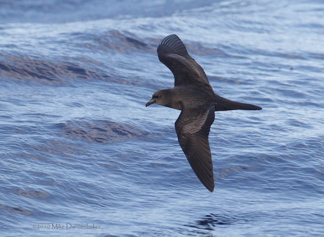Bulwer's Petrel (Bulweria bulweria) photo
