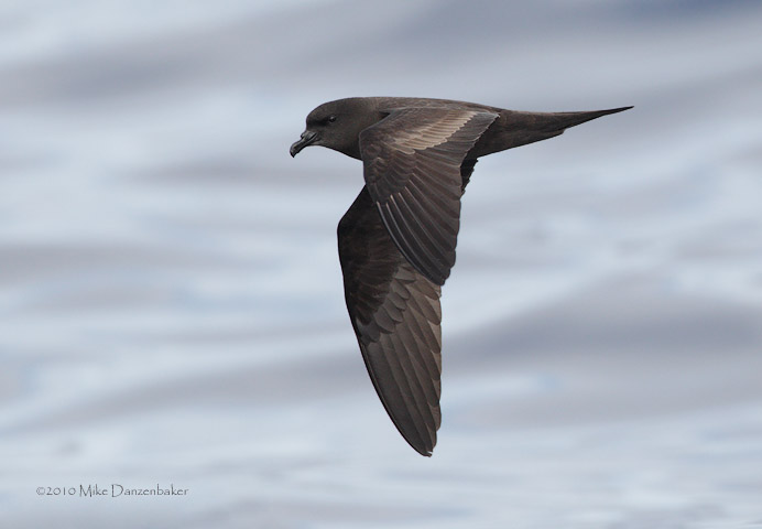 Bulwer's Petrel (Bulweria bulweria) photo