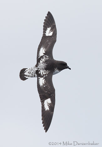 Cape Petrel (Daption capense) photo