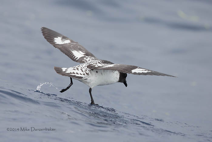 Cape Petrel (Daption capense) photo