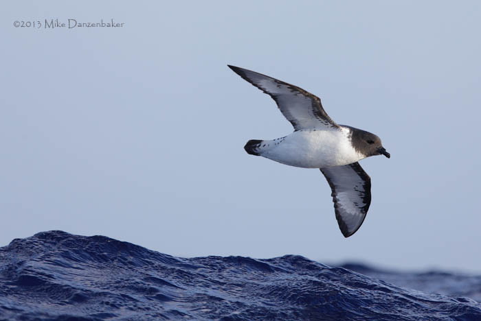 Cape Petrel (Daption capense) photo