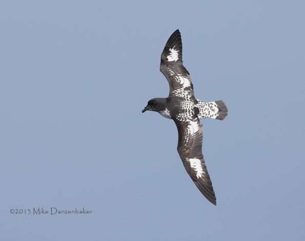 Cape Petrel (Daption capense) photo