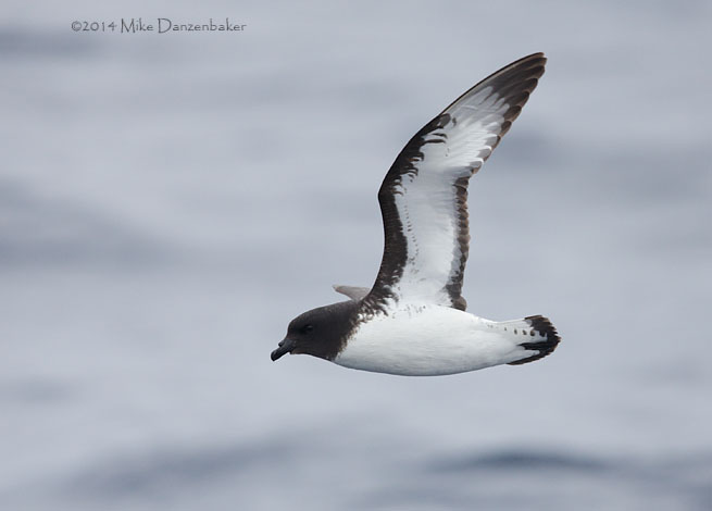 Cape Petrel (Daption capense) photo
