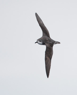 Cook's Petrel (Pterodroma cookii) photo