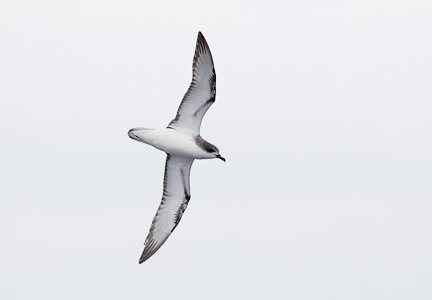 Cook's Petrel (Pterodroma cookii) photo