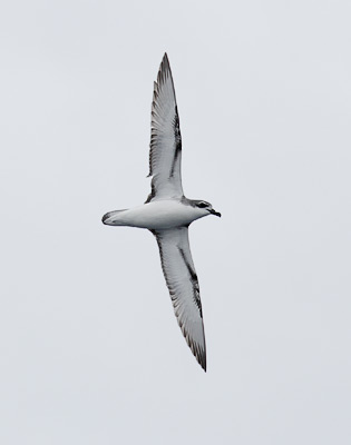 Cook's Petrel (Pterodroma cookii) photo