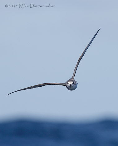 De Filippi's Petrel (Pterodroma defilippiana) photo