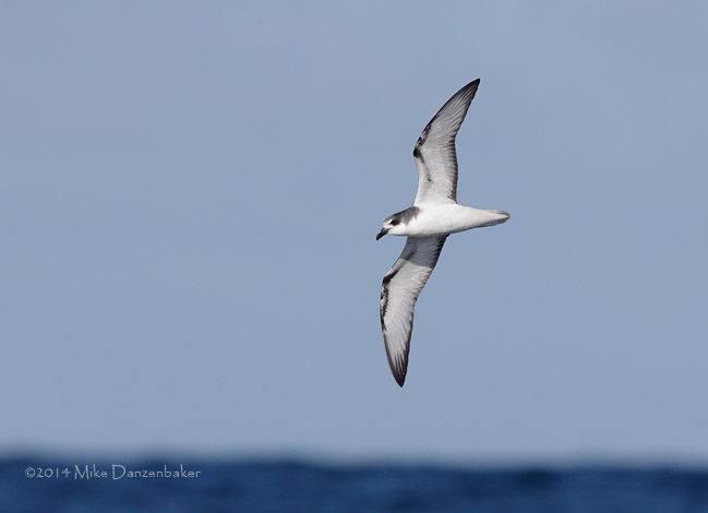 De Filippi's Petrel (Pterodroma defilippiana) photo