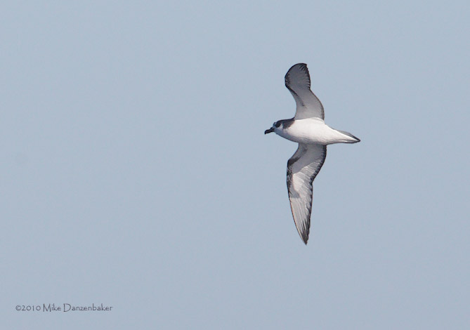 De Filippi's (Masatierra) Petrel (Pterodroma defilippiana) photo