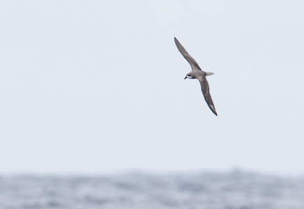 Fea's Petrel (Pterodroma feae) photo