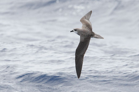 Fea's Petrel (Pterodroma feae) photo