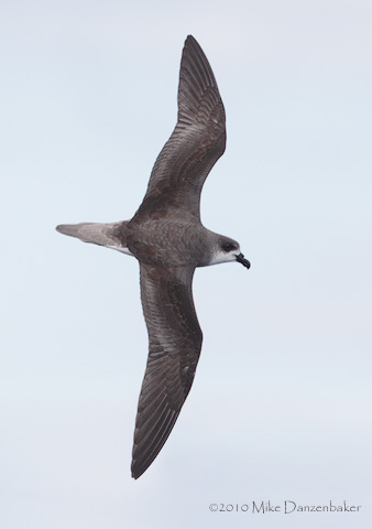 Fea's Petrel (Pterodroma feae) photo