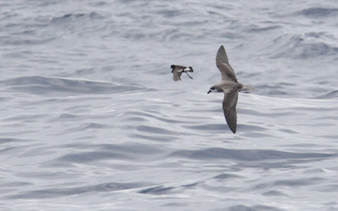 Fea's Petrel (Pterodroma feae) photo