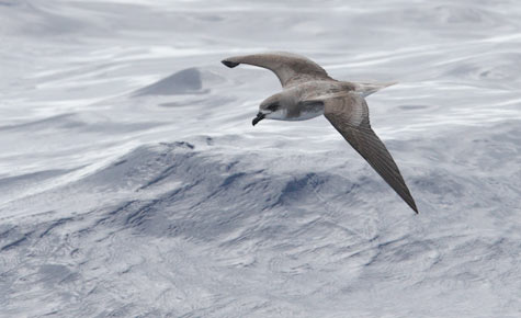 Fea's Petrel (Pterodroma feae) photo